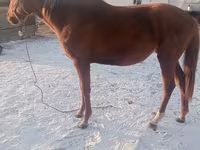 حصان, Thoroughbred horse — الصورة 4