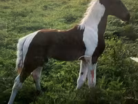 Horse (M), Tennessee Walking Horse — photo 4