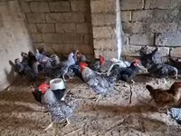 Chickens — foto 4