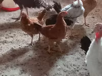 Chickens — फ़ोटो 2