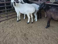 绵羊（批次，未指定性别）, Sheep — 照片 5