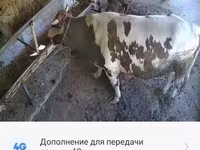 Toro, Simmental cattle — foto 5