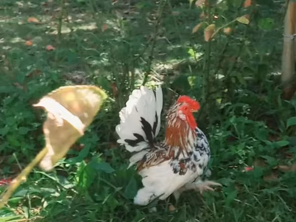 Japanese Bantam