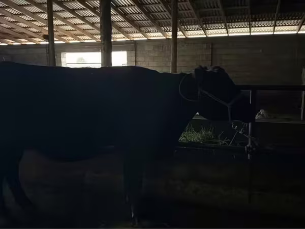 بقرة, Latvian Blue cattle
