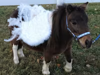 Mare, Miniature horse — photo 6