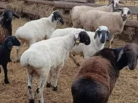 Widder, Arashan sheep — Foto 2