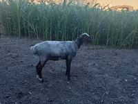 كبش, Blackheaded Persian sheep — الصورة 3