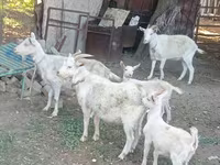 Ziege, Dutch Landrace goats — Foto 2
