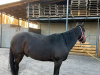 Horse (M), Karachay horse — photo 3