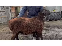 Ram, Hissar sheep — photo 2
