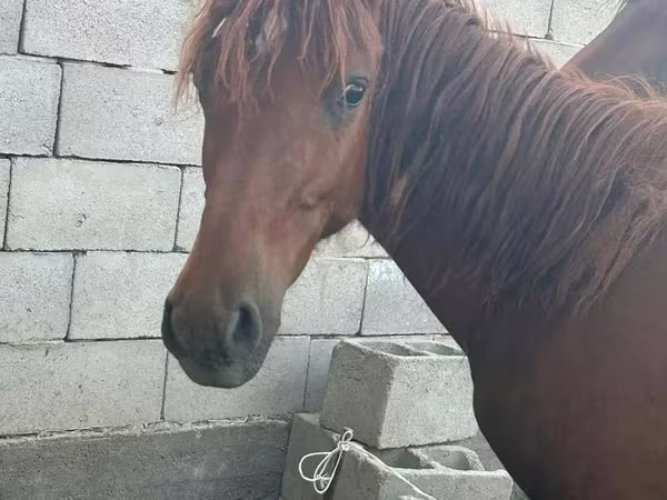 حصان, Arabian horse
