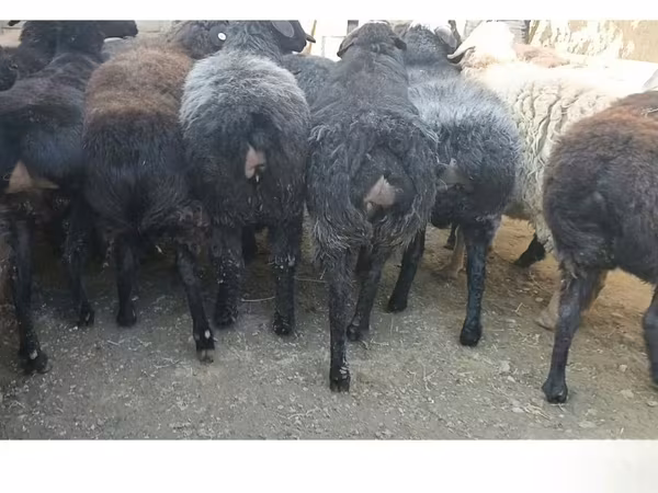 Oveja, Hissar sheep