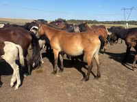 Stute, Horse breed — Foto 1