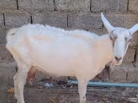 Goat, Saanen goat — photo 4