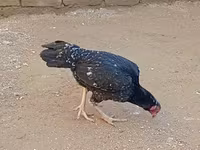 ओल्ड इंग्लिश गेम — फ़ोटो 6