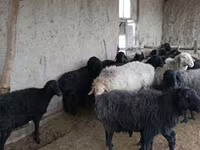 भेड़ें (लॉट, लिंग निर्दिष्ट नहीं), Hissar sheep — फ़ोटो 2