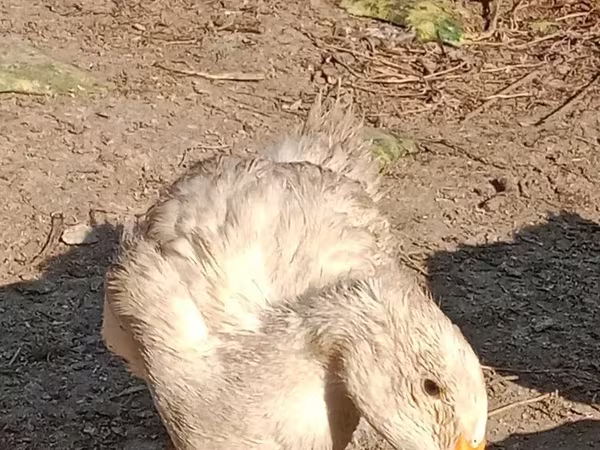 Domestic Muscovy