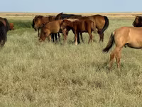 حصان, Kazakh horse — الصورة 4
