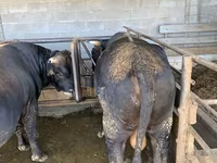 公牛, Swiss cattle — 照片 6