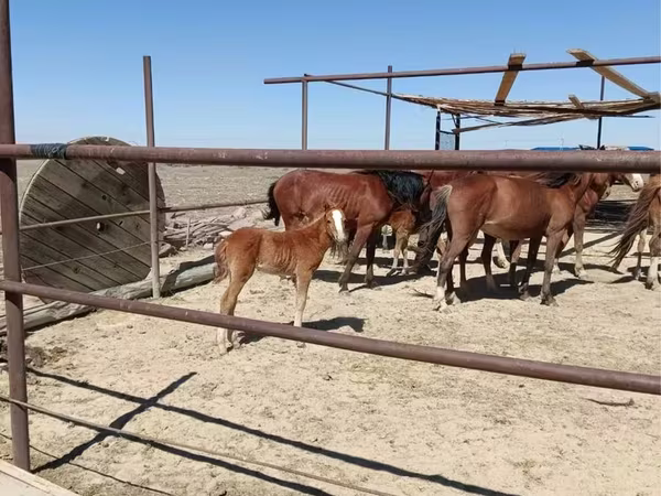فرس, Kazakh horse