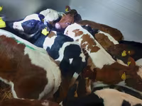 सांड, Simmental cattle — फ़ोटो 2