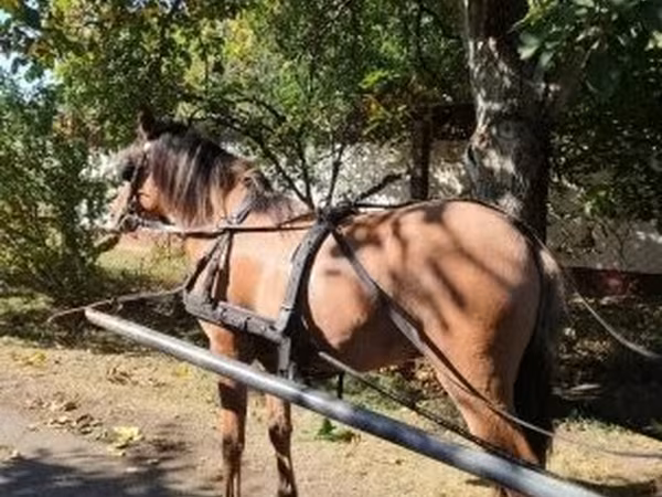 Caballo, Fjогd