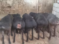 كبش, الأغنام — الصورة 2