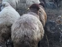 Ram, Blackheaded Persian sheep — photo 3
