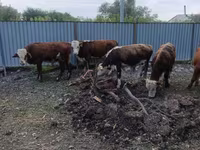 सांड, Simmental cattle — फ़ोटो 1