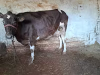 Cow, Cattle — photo 2