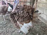 بوربون الأحمر — الصورة 2