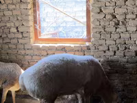 Ram, Arashan sheep — photo 2