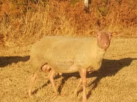 公羊, Rouge de l’Ouest sheep — 照片 2