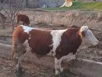 ثور, Simmental cattle — الصورة 5