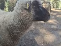Ram, Shroshire sheep — photo 6