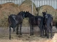 Horse (M), Dutch warmblood horse — photo 5