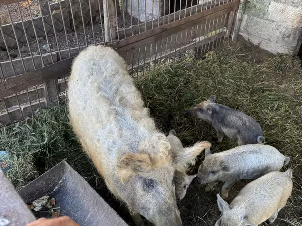 मादा सूअर, Мангалица