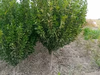 SADA KAYRAGACH (Chinni gujum) — Foto 5