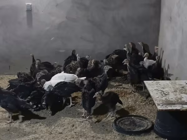 Широкий белый крупноплодный