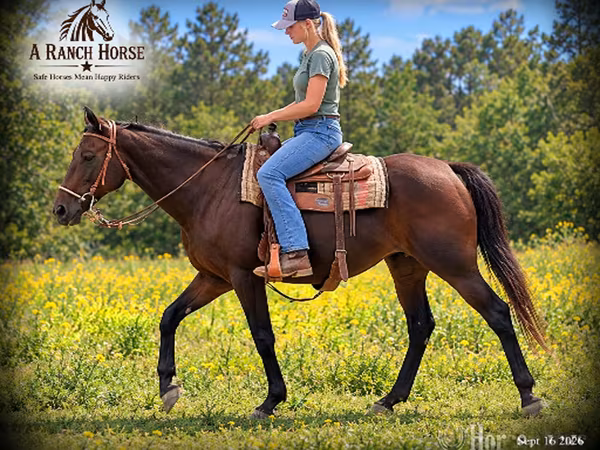 घोड़ी, Quarter Horse