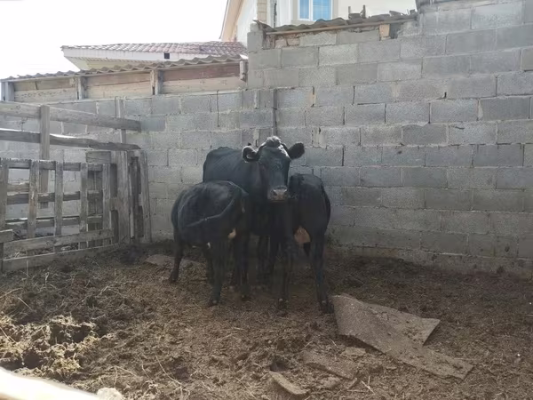 Корова, Синяя корова