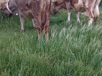 母牛, Azerbaijani zebu — 照片 6