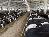 母牛, Yaroslavl cattle — 照片 4
