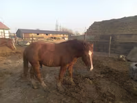 Horse (M), Soviet Heavy draft — photo 1