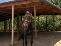 Hengst, Arabian horse — Foto 2