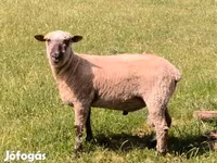 Carnero, Shroshire sheep — foto 1