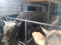 Toro, Raza Alatau — foto 7