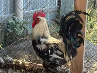 Brahma — Foto 2