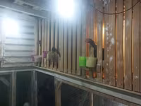 Chickens — 照片 4