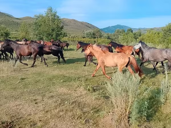 Caballo, North Swedish horse